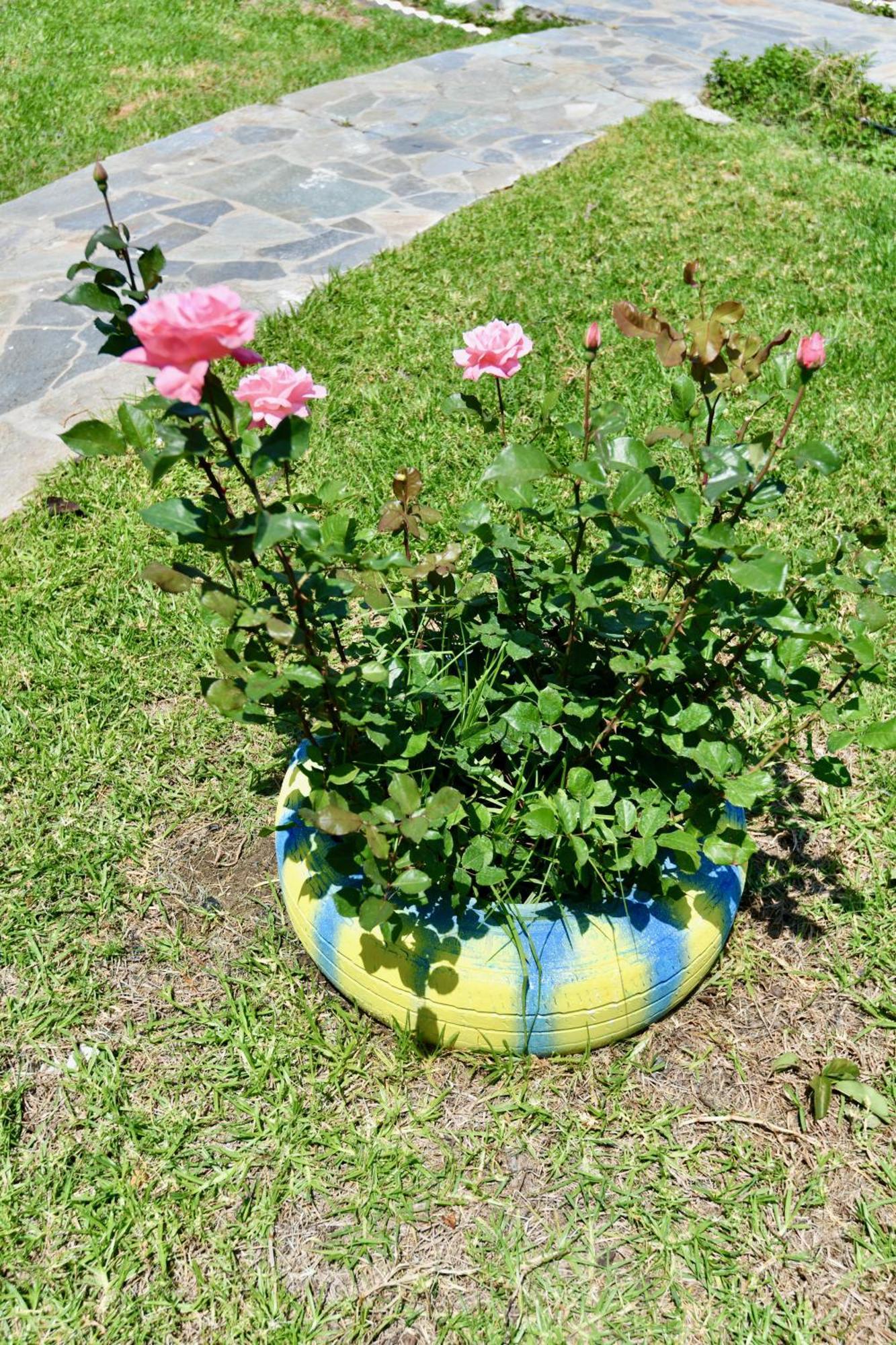 Summer View